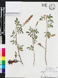 Indigofera hirsuta image