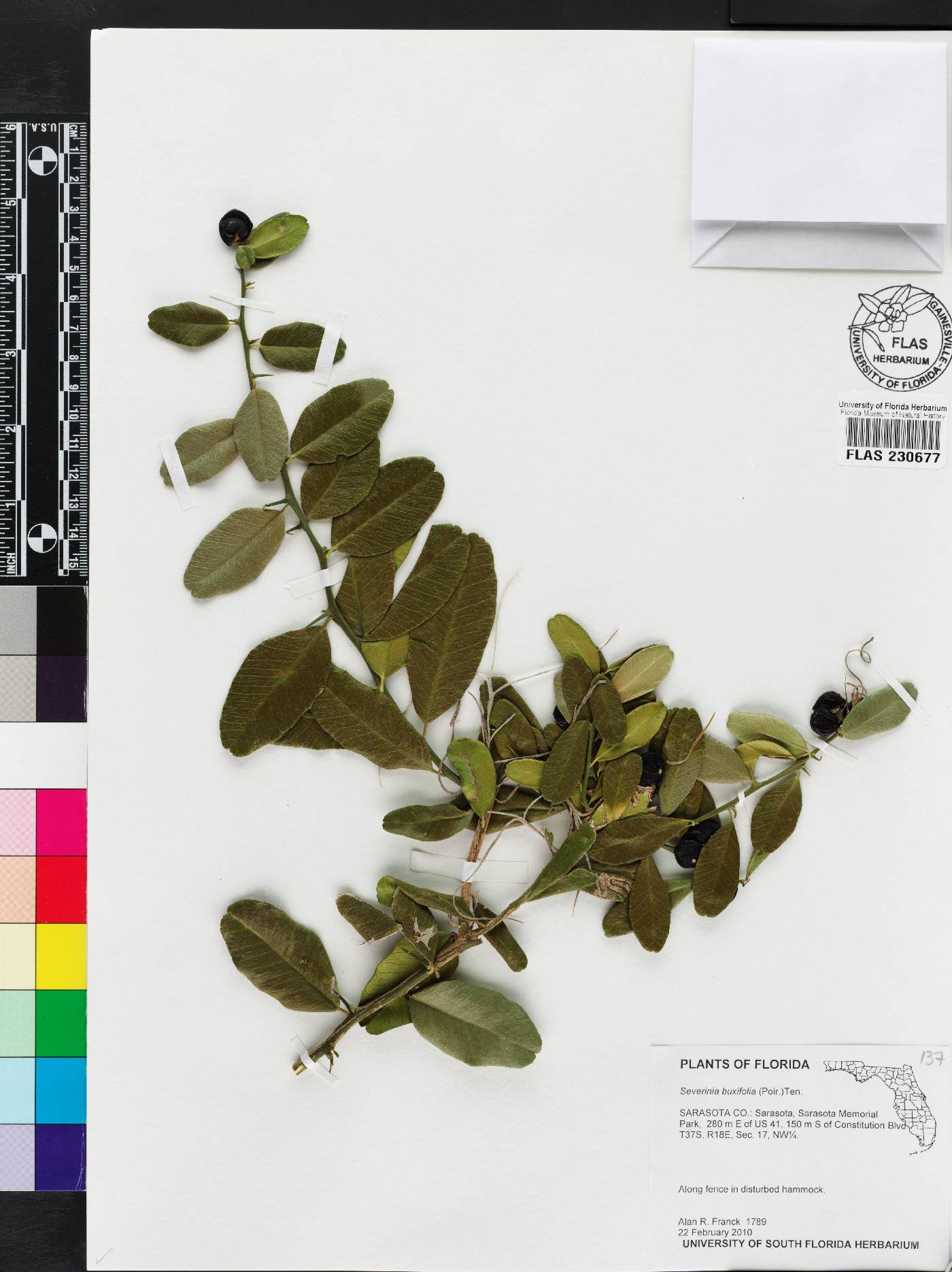 Severinia image