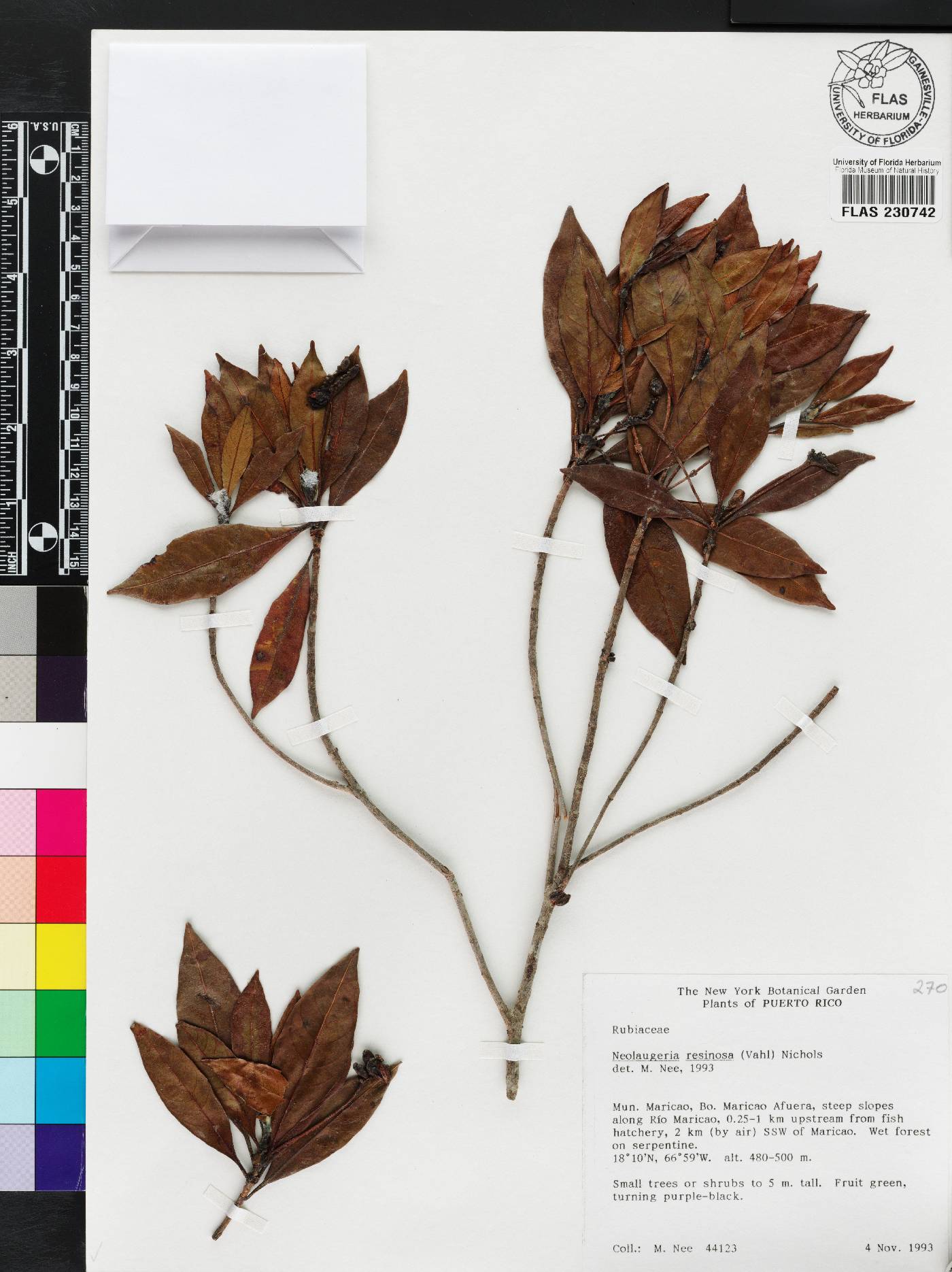 Neolaugeria image
