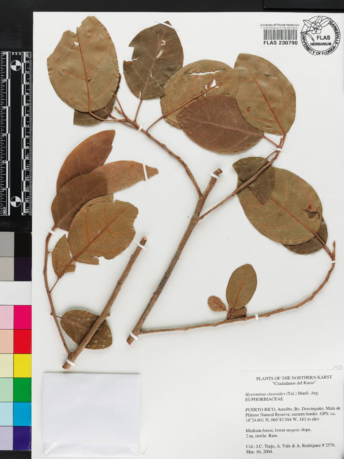 Hieronyma clusioides image
