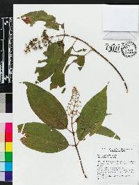 Miconia laevigata image