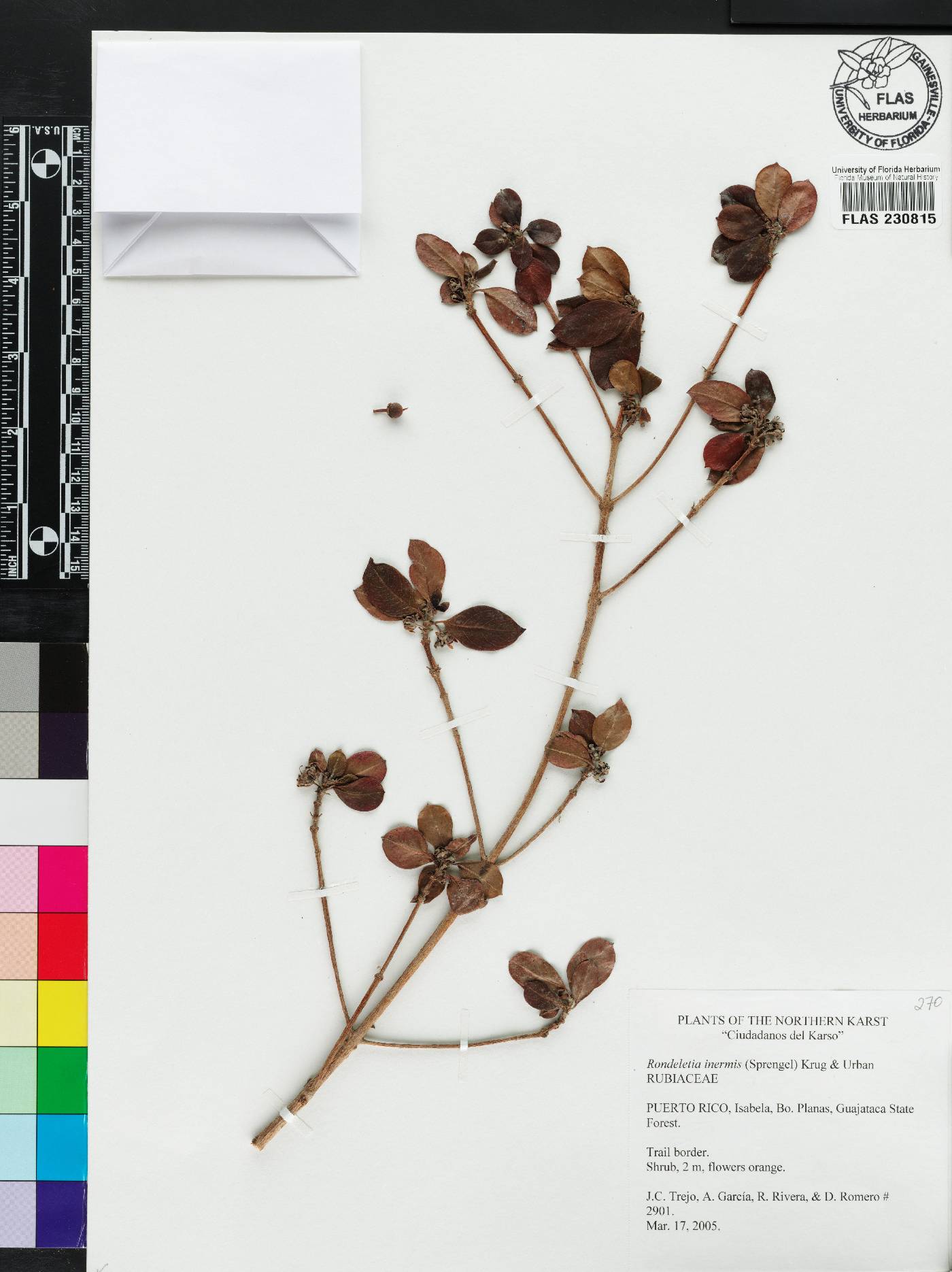 Rondeletia inermis image