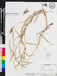 Dichanthium annulatum image