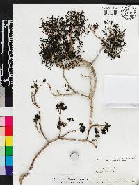 Pisonia albida image