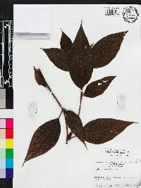 Miconia erythropogon image