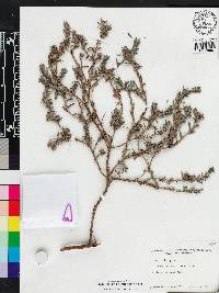 Heliotropium crispiflorum image