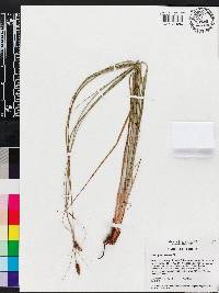 Carex glaucescens image