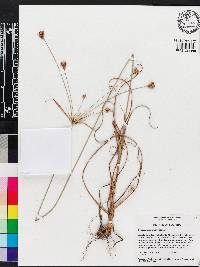 Cyperus plukenetii image