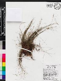 Eleocharis baldwinii image