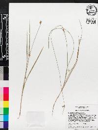 Scleria ciliata image