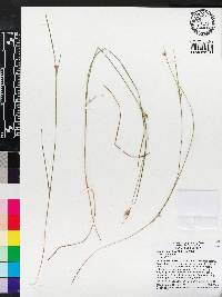 Scleria ciliata image