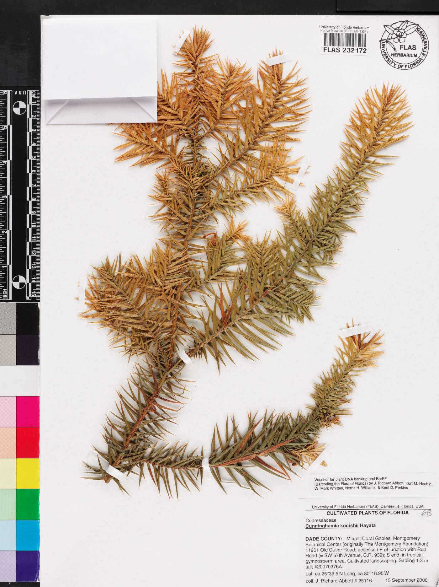 Cunninghamia konishii image