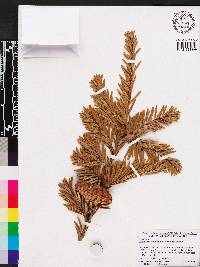 Keteleeria davidiana image