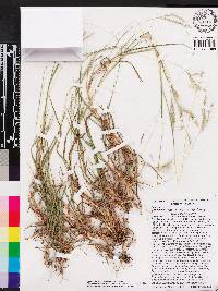 Dichanthium annulatum image