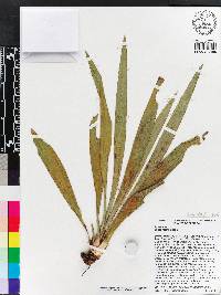 Yucca filamentosa image