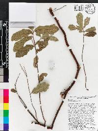 Quercus geminata image