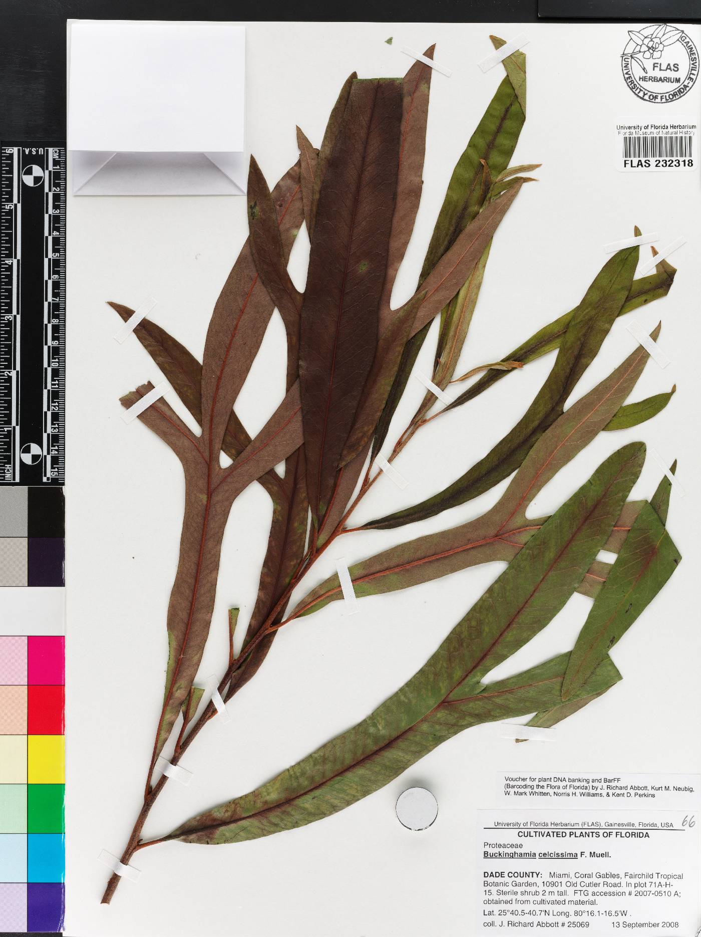 Buckinghamia celsissima image