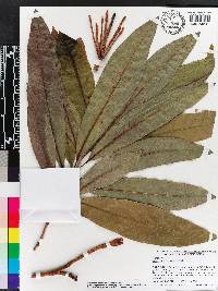Image of Finschia chloroxantha