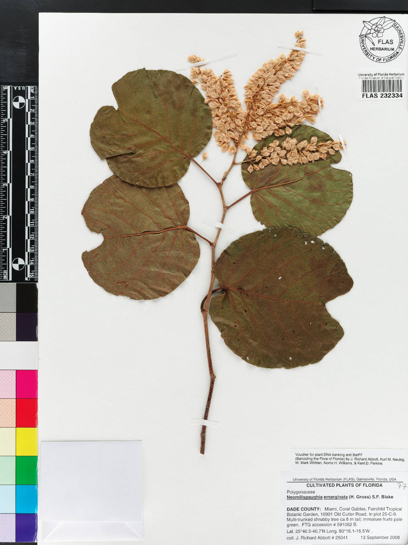 Neomillspaughia emarginata image