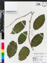 Ruprechtia coriacea image