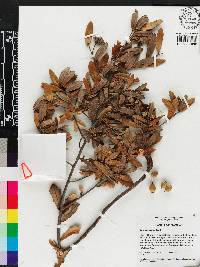 Quercus pumila image