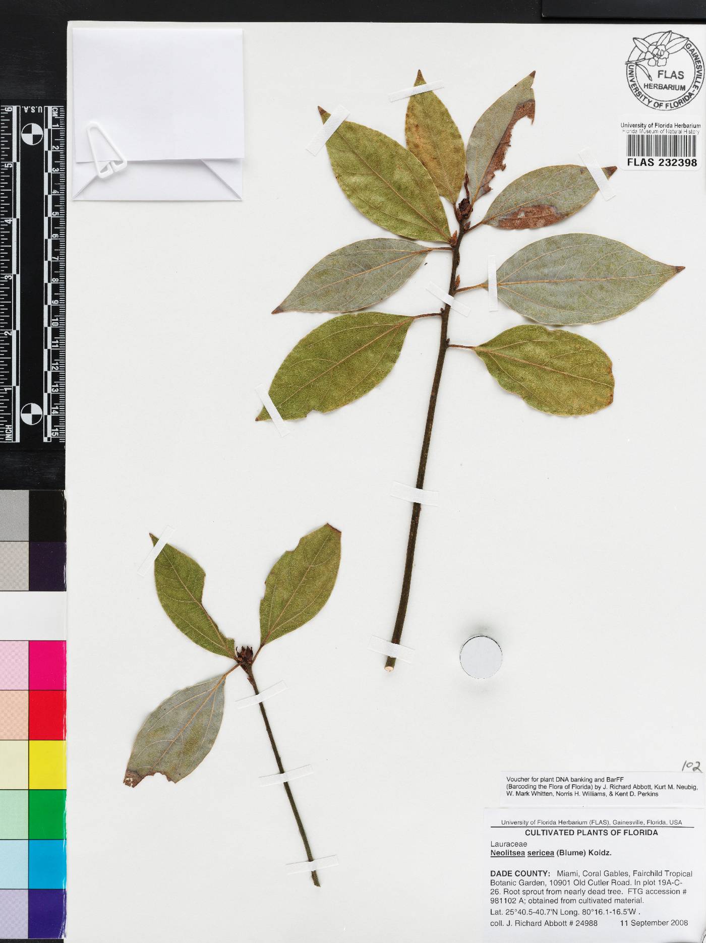 Neolitsea sericea image