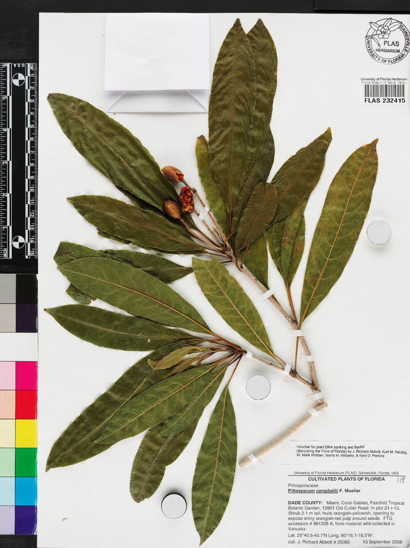 Pittosporum campbellii image