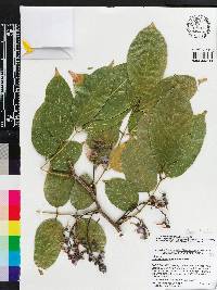 Image of Lonchocarpus mexicanus