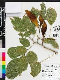 Lonchocarpus mexicanus image