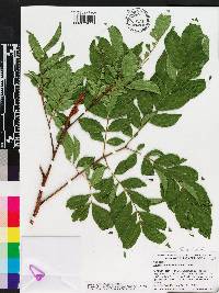 Wallaceodendron celebicum image