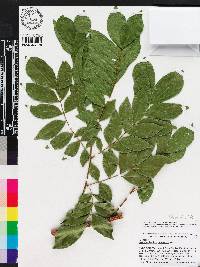 Wallaceodendron celebicum image