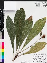 Erythrochiton brasiliensis image