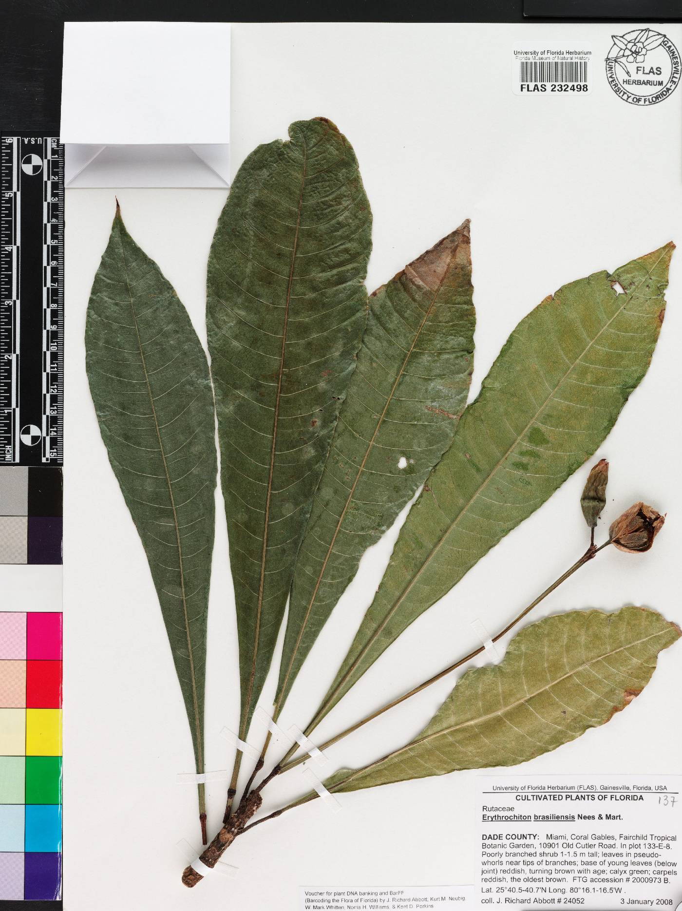 Erythrochiton image