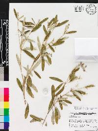 Croton linearis image