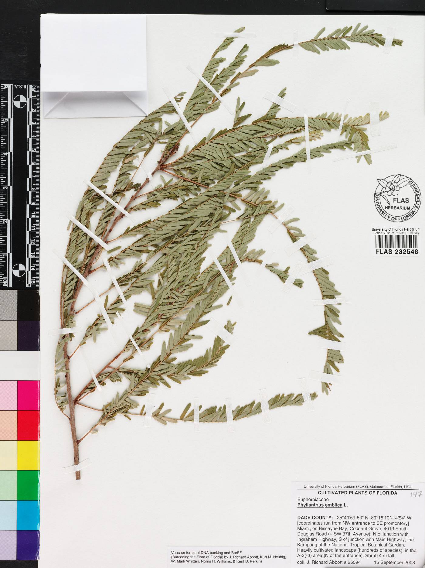 Phyllanthus emblica image