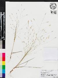 Eragrostis elliottii image