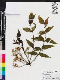 Zanthoxylum clava-herculis image