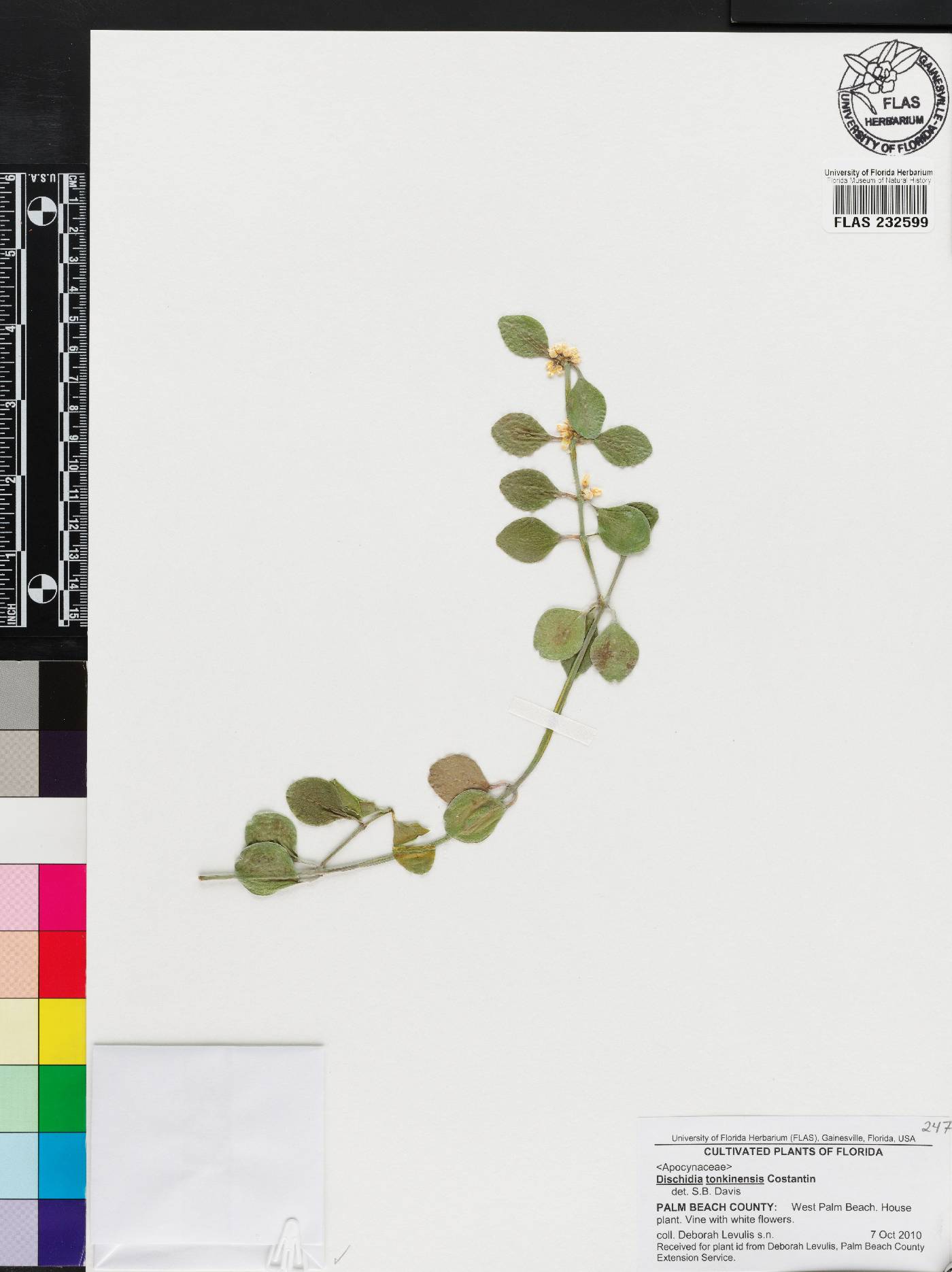 Dischidia tonkinensis image