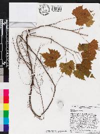 Vitis rotundifolia image