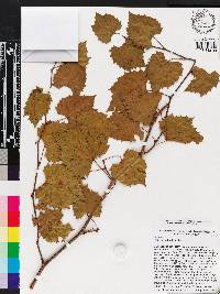 Vitis rotundifolia image