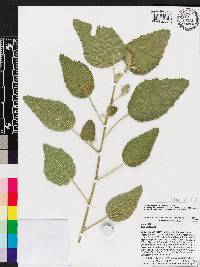 Sida cordifolia image