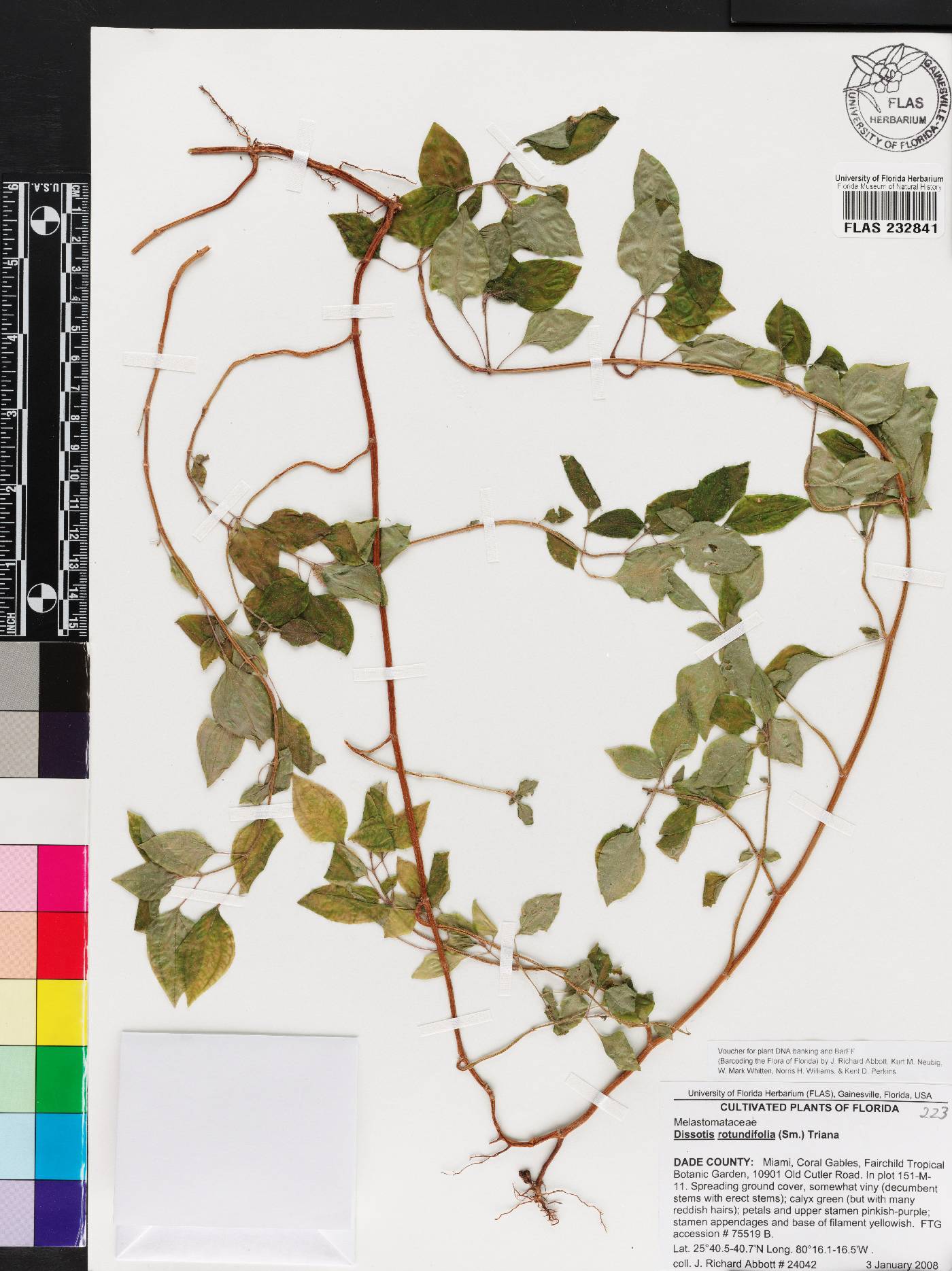 Heterotis rotundifolia image