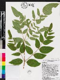 Aralia spinosa image