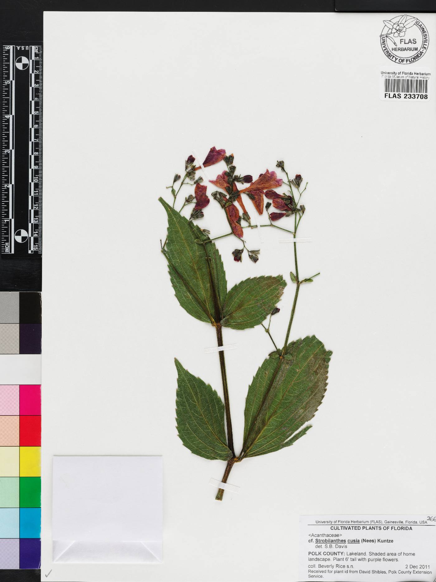Strobilanthes hamiltoniana image