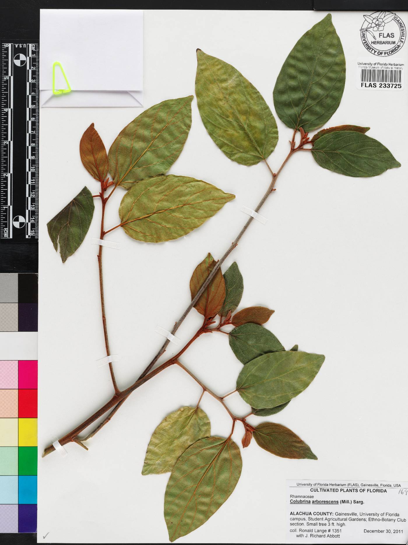 Colubrina arborescens image