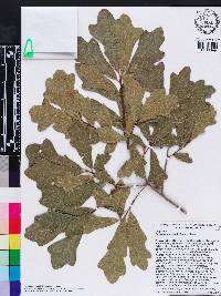 Quercus margarettae image