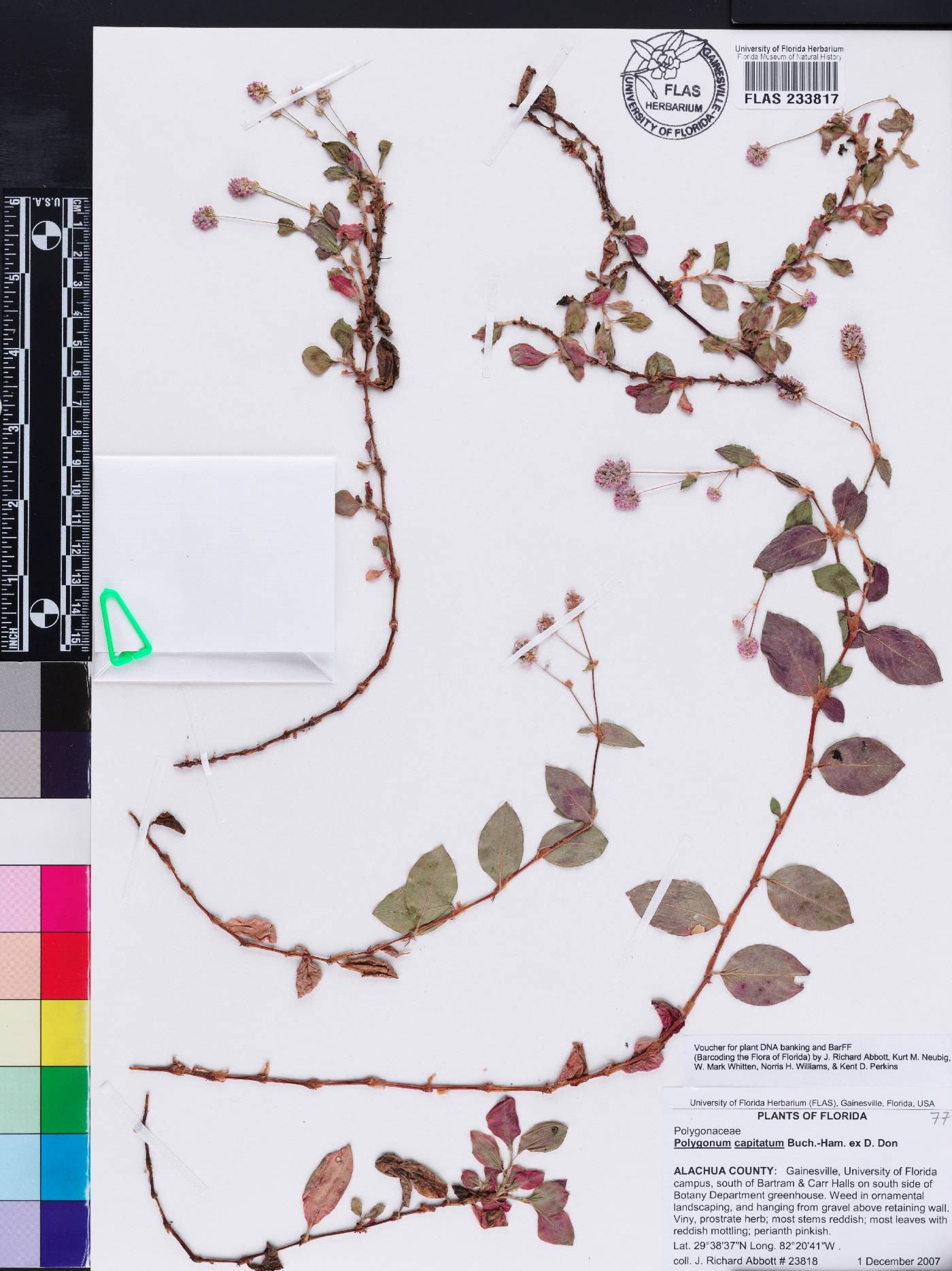 Persicaria capitata image