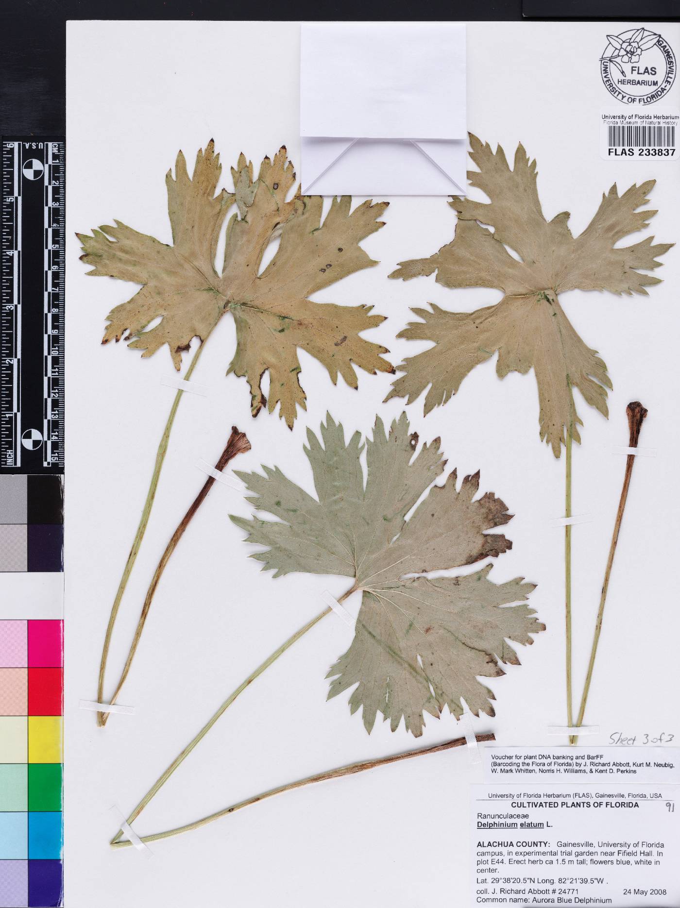 Delphinium elatum image