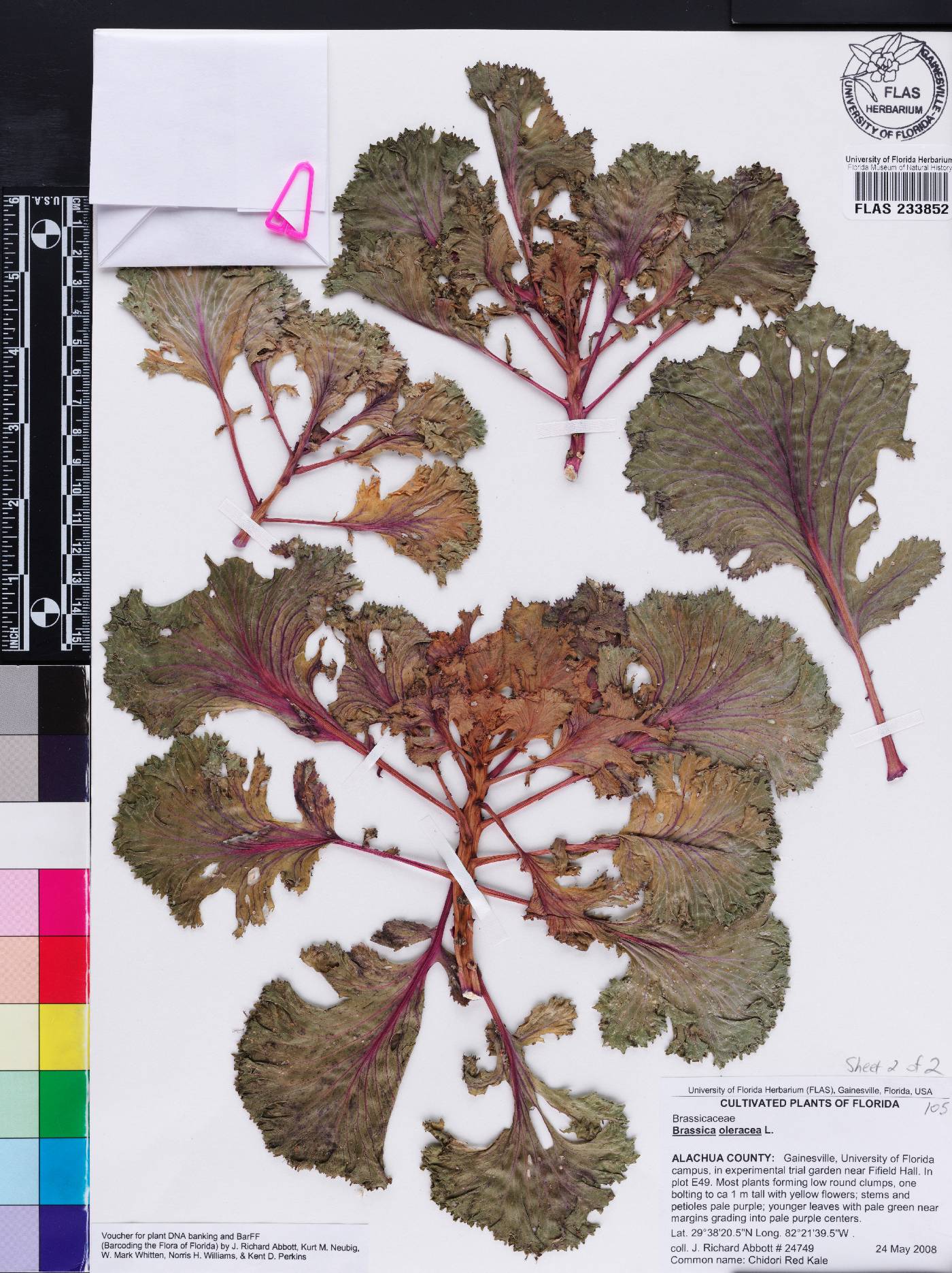 Brassica oleracea image