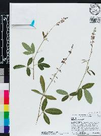 Desmodium incanum image